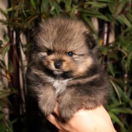 Pink 2 - Red sable female Pomeranian puppy in Burbank, California from Haus of Pomeranians
