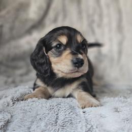 Spruce - Black and cream male Dachshund puppy in Pasco, Washington from Loyal Lil Dachshunds