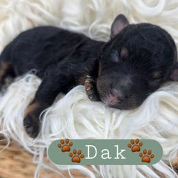Dak - male Cavapoochon puppy in Bullard, Texas from Cavapoochon Central LLC