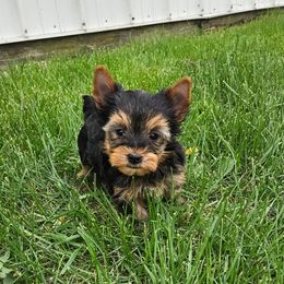 Copper (319)48O-6152 - Blue and gold male Yorkshire Terrier puppy in Monticello, Iowa from Ashley’s Puppies