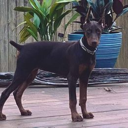 Doberman Pinscher Puppies from Franklin Dobermans
