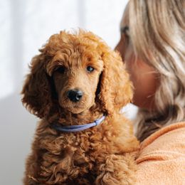 Goldendoodles and Poodles from Abner Creek Poodles & Doodles