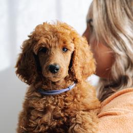 Goldendoodles and Poodles from Abner Creek Poodles & Doodles