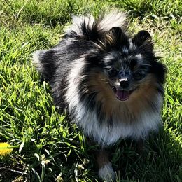 Myrtle - Pomeranian