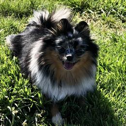 Myrtle - Pomeranian