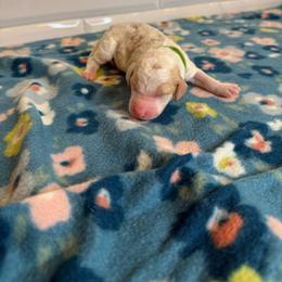 Bud - Parti male Poodle puppy in Queen Creek, Arizona from Desert Dusted Poodles