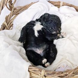 Goldendoodles, Labradoodles, and Poodles from Nacadoodles