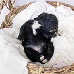Goldendoodles, Labradoodles, and Poodles from Nacadoodles