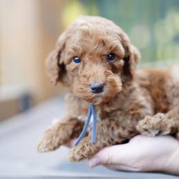 Gray collar - Red  male Goldendoodle puppy in Spokane, Washington from Doodle Love