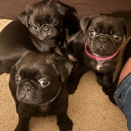 Pug puppies from Double Dutch Pug Co.