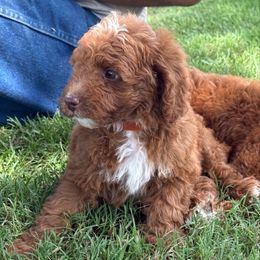 Orange - Red male Cavapoo puppy in Wesson, Mississippi from Southern Country Doodles