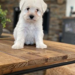 Miniature Schnauzer Puppies from JC miniature schnauzers