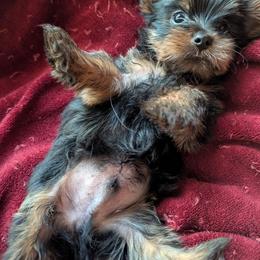 Milo - Blue and gold male Yorkshire Terrier puppy in East Alton, Illinois from Yorkies of the Shire