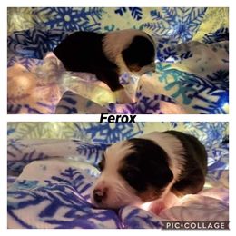 Miniature American Shepherd Puppies from WestOak Miniature American Shepherds