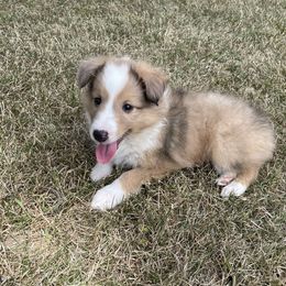 Shetland Sheepdog Puppies from Kuhl’s Sheltie Farm