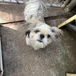 Little man - Brindle and white male Shih Tzu puppy in St. Helena, California from Sattui little Shih Tzu of Napa Valley