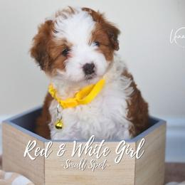 Red White Small Spot - Brown and white female Aussiedoodle puppy in Plain City, Utah from Myers Desert Doodles