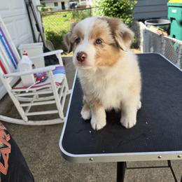Australian Shepherd Puppies from Starlit Grove Australian Shepherds