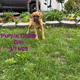 Purple Collar Girl - Fawn Boxer puppy in East Longmeadow, Massachusetts from Boxer Bliss