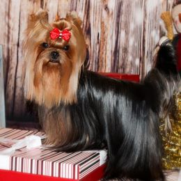 Sugar - Yorkshire Terrier