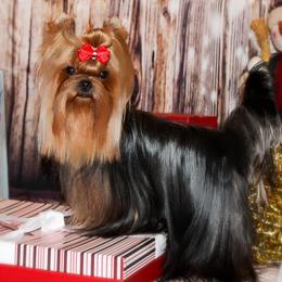 Sugar - Yorkshire Terrier