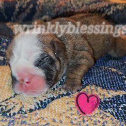 Toffee - Red and white Bulldog puppy in Granville, Iowa from Wrinkly Blessings English Bulldogs