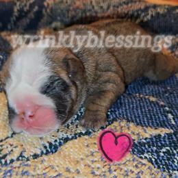 Toffee - Red and white Bulldog puppy in Granville, Iowa from Wrinkly Blessings English Bulldogs