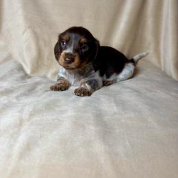 Phoebe - Piebald female Dachshund puppy in Aurora, Missouri from Baker Farms