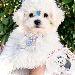 Summer - White female Bichon Frise puppy in Upland, California from Prime Paradise Kennel