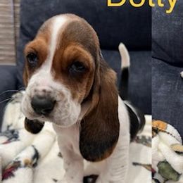Basset Hounds from Baying Bassets