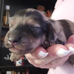 Chocolate dapple - Dapple male Dachshund puppy in Port Charlotte, Florida from Vicki's Dachshund Crossing