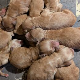 Girl 2 - Apricot female Goldendoodle puppy in Silverton, Oregon from Rambler Goldens
