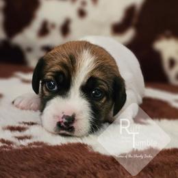 Girl 1 - White and tan female Russell Terrier puppy in Harvel, Illinois from Ruff and Tumble Russell Terriers