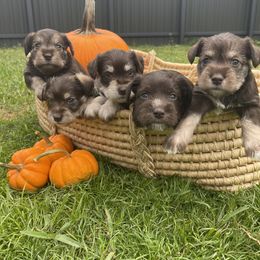 Miniature Schnauzer Puppies from Miniature Schnauzer Paradise llc