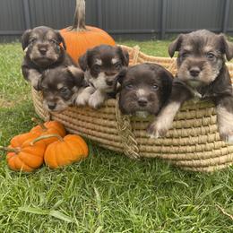 Miniature Schnauzer Puppies from Miniature Schnauzer Paradise llc