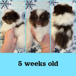 Teddy - Chocolate parti male Pomeranian puppy in Creswell, North Carolina from Grace's Poms🐾💕