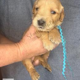 Comet (blue) - Golden male Golden Retriever puppy in Argyle, Texas from Skarlotte Goldens, LLC