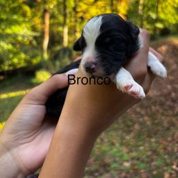 Bronco - Black and white male Sheepadoodle puppy in Clemson, South Carolina from Love Tallulah Sheepadoodles LLC