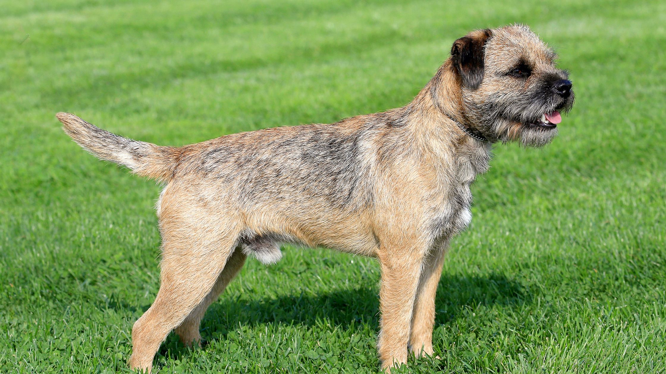 Kennel club outlet border terrier puppies