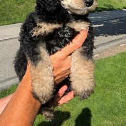 Heaven - Phantom female Poodle puppy in Washington, Pennsylvania from Patriotic Poodles