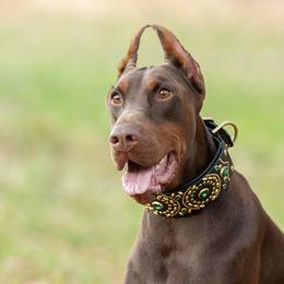 Lily - Doberman Pinscher