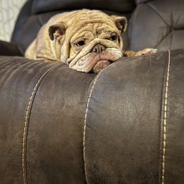Bulldog All Grown Up from M-151 Bulldogs