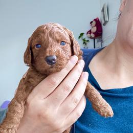Buster - Red  male Poodle puppy in Beaverton, Oregon from Teddy toy poodle house