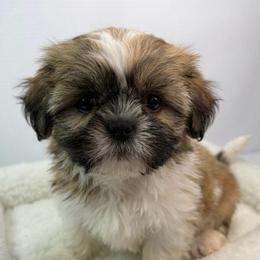 Don - Black gold and white male Shih Tzu puppy in Bourne, Massachusetts from Shih Tzu Pups