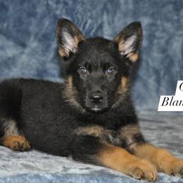 Gravy - Black and red male German Shepherd puppy in New Cambria, Missouri from Des Hausraben Shepherds