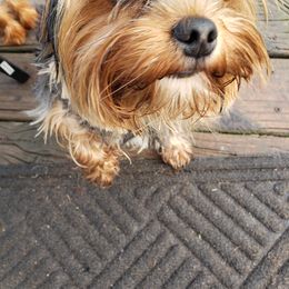 Mikey - Yorkshire Terrier