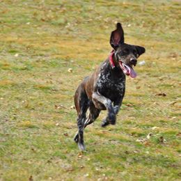 German Shorthaired Pointer All Grown Up from Twin Gabels GSPs
