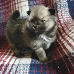 Companion Cross, Pomeranian, and Sheepadoodle Puppies from Fluffy Wonders Poms and Doodles