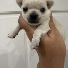 Viserys - Cream male Chihuahua puppy in Fort Myers, Florida from Gulfshore Chihuahuas