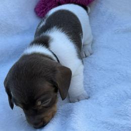 AKC Aspen D Loretta PINK-mini - Piebald female Dachshund puppy in Sacramento, California from Valentina's mini  AKC Dachshunds
